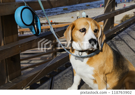 A brown and white dog has a blue leash securely attached to its neck A brown and white dog has a blue leash securely attached to its neck 118763902