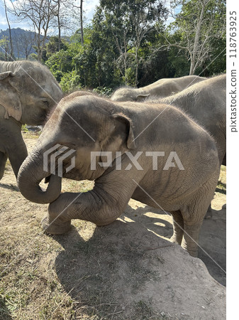 Baby Elephant Playing in Natural Habitat Baby Elephant Playing in Natural Habitat 118763925