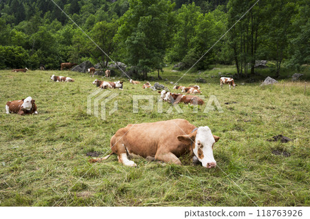 Cows Grazing in Mountain Meadow Cows Grazing in Mountain Meadow 118763926
