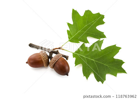 Two green oak leaves with acorns on a white background 118763962