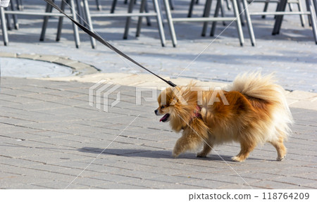Pomeranian Spitz walks on a leash down the street 118764209