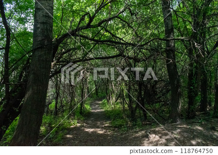 A walking path to the horizon in a local state park surrounded by lush greenery. A walking path to the horizon in a local state park surrounded by lush greenery. 118764750