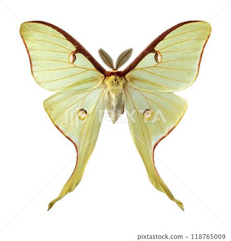butterflies & moths moth Canada insects white 118765009
