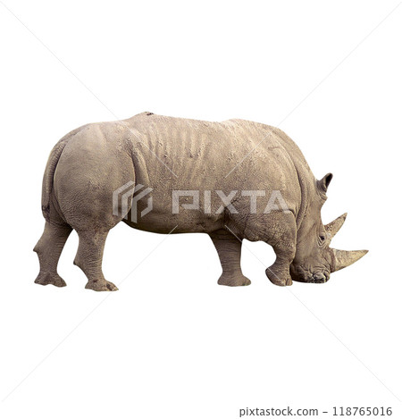 Isolated rhinoceros on white background. 118765016