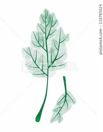 Dill isolated on white background. Fresh two bunches dill. Dill weed twig for menu, packaging, cooking book, web, label design. Spicy aromatic annual herbs are grown in the garden. Dill isolated on white background. Fresh two bunches dill. Dill weed twig for menu, packaging, cooking book, web, label design. Spicy aromatic annual herbs are grown in the garden. 118765024
