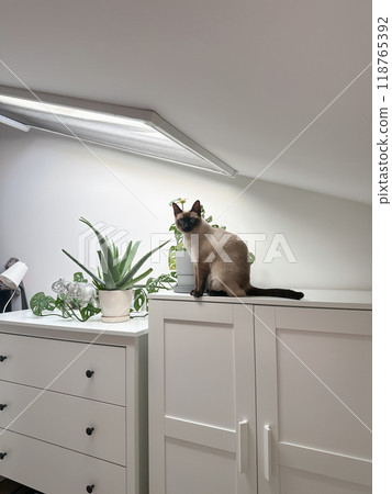 Curious funny siamese cat at home. Pet and relaxation, comfort and cozy concept Curious funny siamese cat at home. Pet and relaxation, comfort and cozy concept 118765392