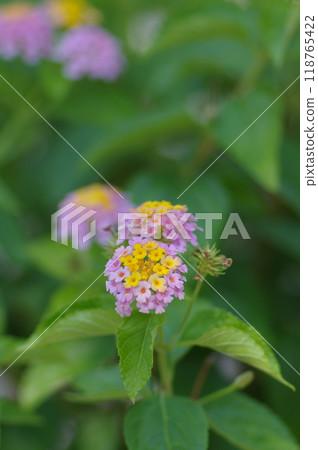 Flower landscape 118765422