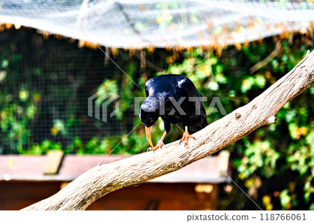 Image of a Red-billed Chough bird (scientific name Pyrrhocorax pyrrhocorax), in captivity in a wildlife centre, from the Corvidae family. Image of a Red-billed Chough bird (scientific name Pyrrhocorax pyrrhocorax), in captivity in a wildlife centre, from the Corvidae family. 118766061