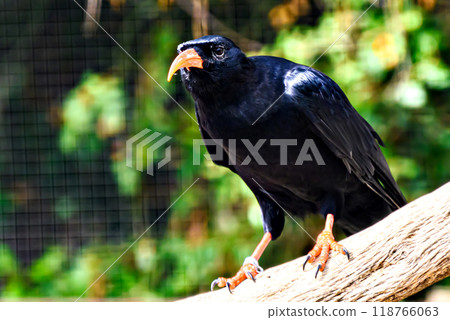 Image of a Red-billed Chough bird (scientific name Pyrrhocorax pyrrhocorax), in captivity in a wildlife centre, from the Corvidae family. Image of a Red-billed Chough bird (scientific name Pyrrhocorax pyrrhocorax), in captivity in a wildlife centre, from the Corvidae family. 118766063