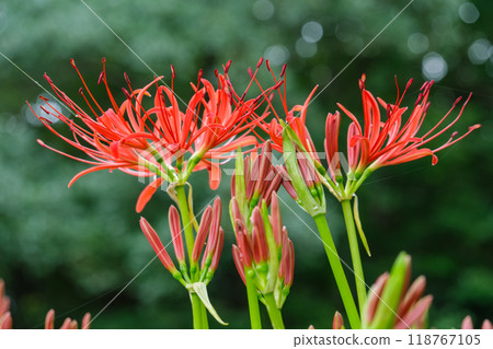 A cluster amaryllis of the forest A cluster amaryllis of the forest 118767105