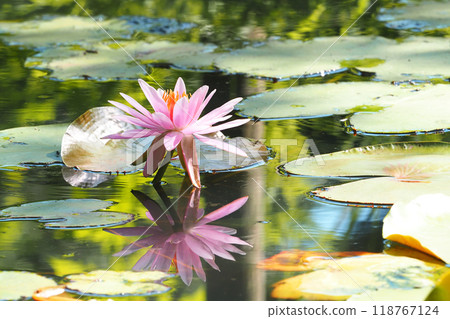 Water lilies Water lilies 118767124
