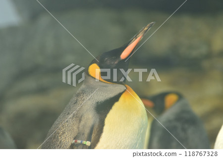 King Penguin (Adventure World) 118767328