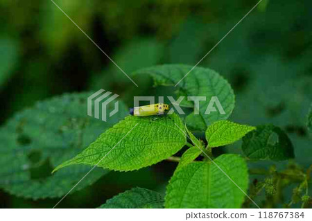 Tsunagogyo Oshoko 118767384