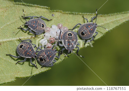 Larvae and exuviae of the spotted stink bug Larvae and exuviae of the spotted stink bug 118767551