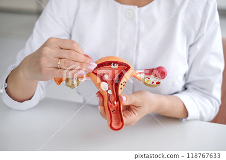 Close-up anatomical model of the structure of the female uterus in the hands of a doctor Close-up anatomical model of the structure of the female uterus in the hands of a doctor 118767633