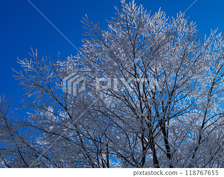 Trees covered in frost sparkling against the blue winter sky, Hakuba Village, Nagano Prefecture 118767655