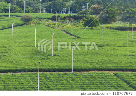 靜岡縣島田市的茶園 118767672