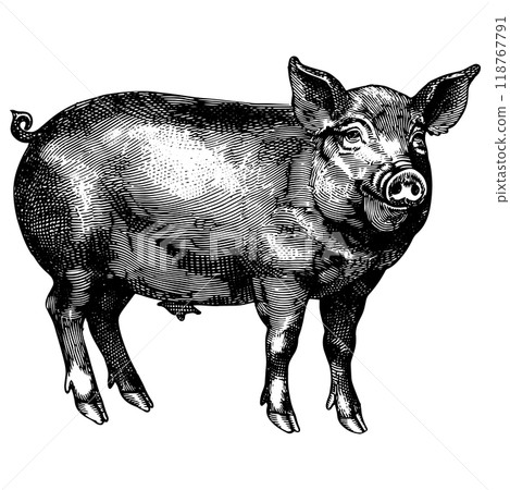 Vector illustration of a pig copperplate engraving. Vector illustration of a pig copperplate engraving. 118767791