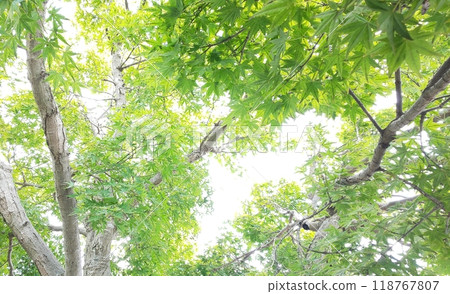 I look up to the forest of fresh green I look up to the forest of fresh green 118767807