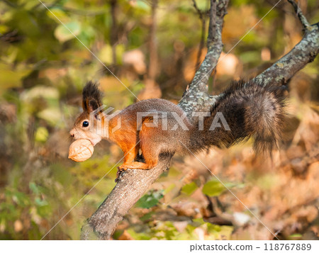 Close-up of squirrel eating walnut on tree. Sciurus vulgaris with nut in mouth. Cute animal in autumn nature. Subsistence of wild animals in their natural environment. Carrying nut in mouth in autumn 118767889