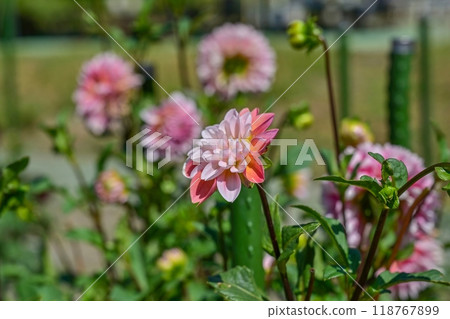 Pink gradation dahlias in full bloom shining in the light 118767899
