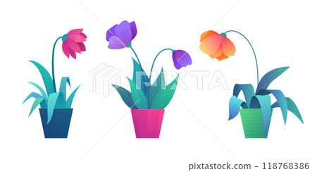 Beautiful flowers in pots set. Violet, red and orange potted tulips isolated on white background. Colorful spring flowers vector illustration in cartoon style. Home botany and gardening symbols 118768386