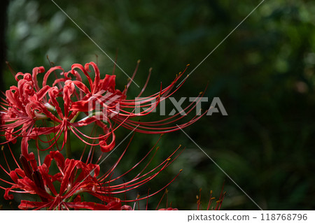 Cluster amaryllis Cluster amaryllis 118768796
