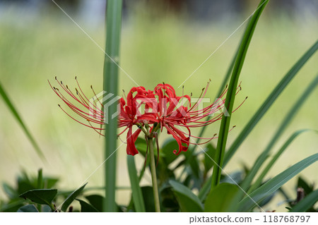Cluster amaryllis Cluster amaryllis 118768797