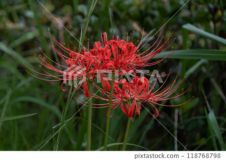 Cluster amaryllis Cluster amaryllis 118768798