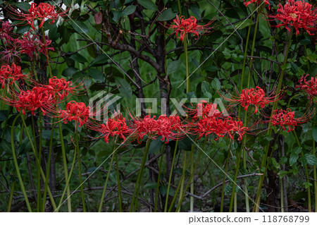 群集孤挺花 118768799