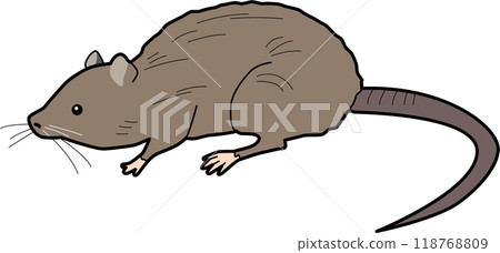 Brown rat illustration 118768809