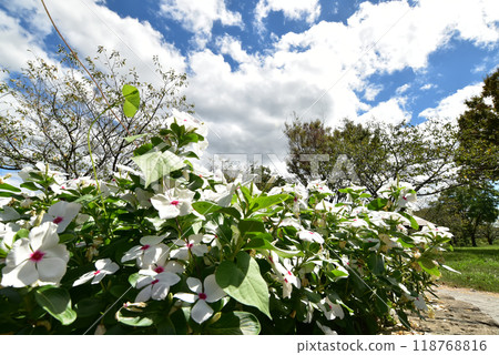 Flower bed and blue sky in the park Flower bed and blue sky in the park 118768816