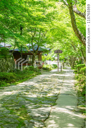 滋賀縣愛知縣愛莊町、金剛林寺（江東三山）、參道上的綠楓（參觀接待處） 118768869