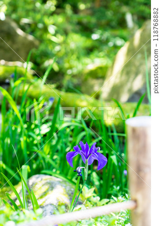 Aisho-cho, Aichi-gun, Shiga Prefecture Kongorin-ji Temple (Koto Sanzan), Myoju-in Garden (Nationally designated scenic spot) Momoyama period Aisho-cho, Aichi-gun, Shiga Prefecture Kongorin-ji Temple (Koto Sanzan), Myoju-in Garden (Nationally designated scenic spot) Momoyama period 118768882