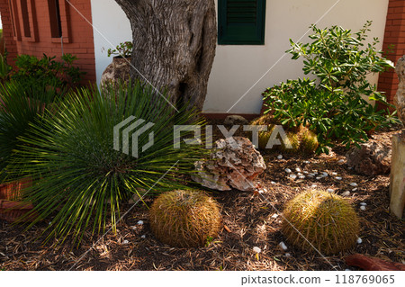 Desert Garden with Cacti and Succulents by a Rustic Building Desert Garden with Cacti and Succulents by a Rustic Building 118769065