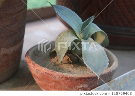 Foxtail agave leaf plant on nursery 118769408