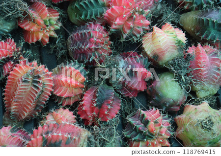 Gymnocalycium Variegated cactus plant on nursery Gymnocalycium Variegated cactus plant on nursery 118769415