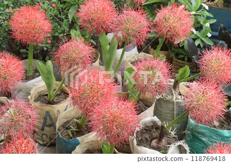 Haemanthus flower plant on nursery 118769418