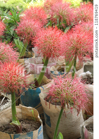 Haemanthus flower plant on nursery 118769419