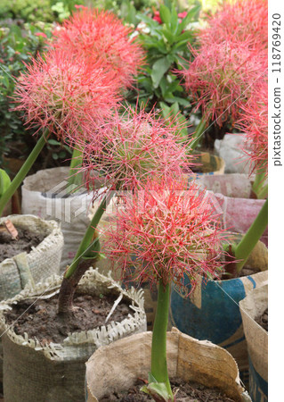 Haemanthus flower plant on nursery Haemanthus flower plant on nursery 118769420