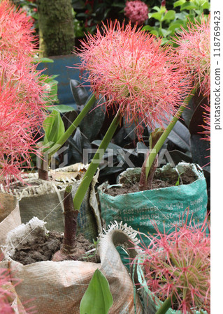 Haemanthus flower plant on nursery Haemanthus flower plant on nursery 118769423