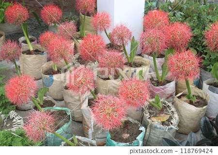 Haemanthus flower plant on nursery Haemanthus flower plant on nursery 118769424