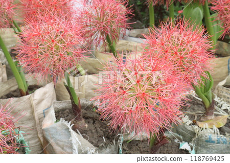 Haemanthus flower plant on nursery 118769425