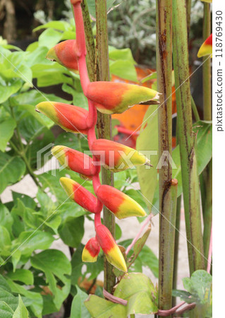 Heliconia rostrata flower plant on nursery Heliconia rostrata flower plant on nursery 118769430