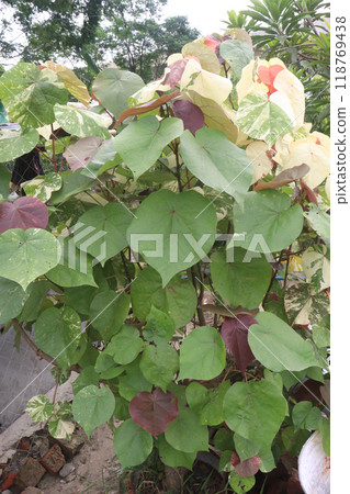 hibiscus tiliaceus flower plant on farm 118769438