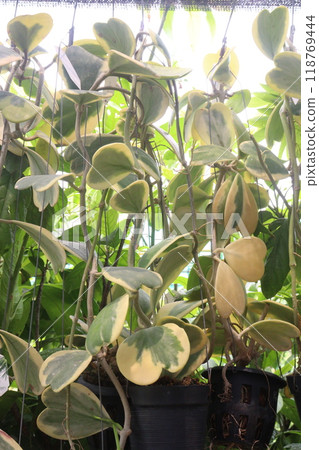 Hoya kerrii plant on hanging pot in farm 118769444