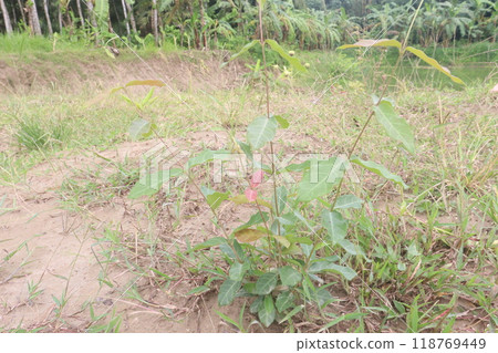Ichnocarpus frutescens medicinal plant on forest Ichnocarpus frutescens medicinal plant on forest 118769449