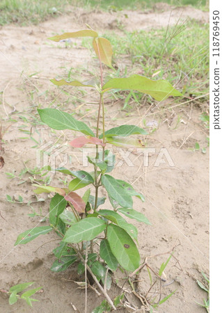 Ichnocarpus frutescens medicinal plant on forest Ichnocarpus frutescens medicinal plant on forest 118769450