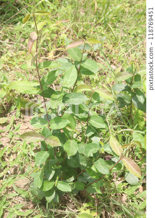 Ichnocarpus frutescens medicinal plant on forest Ichnocarpus frutescens medicinal plant on forest 118769451