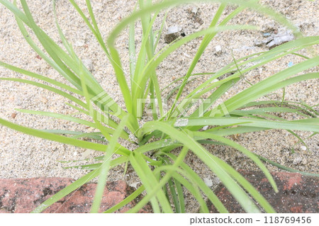 Juncus bufonius grass plant on field 118769456